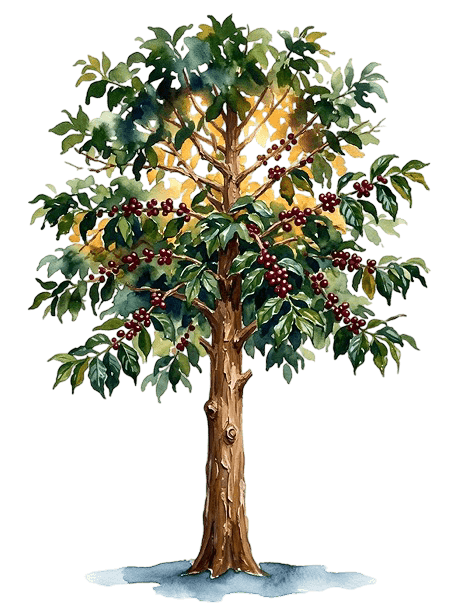 COFFEE tree